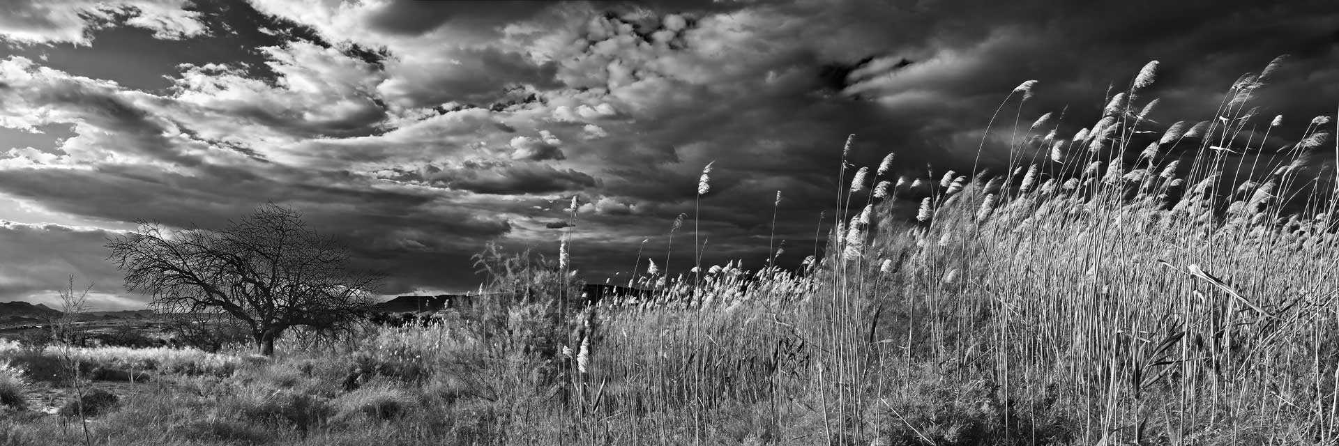 Fotografía de Manuel Portillo: paisaje con cañas y algarrobo muerto